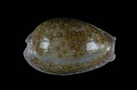 藏品(紫底寶螺)的圖片